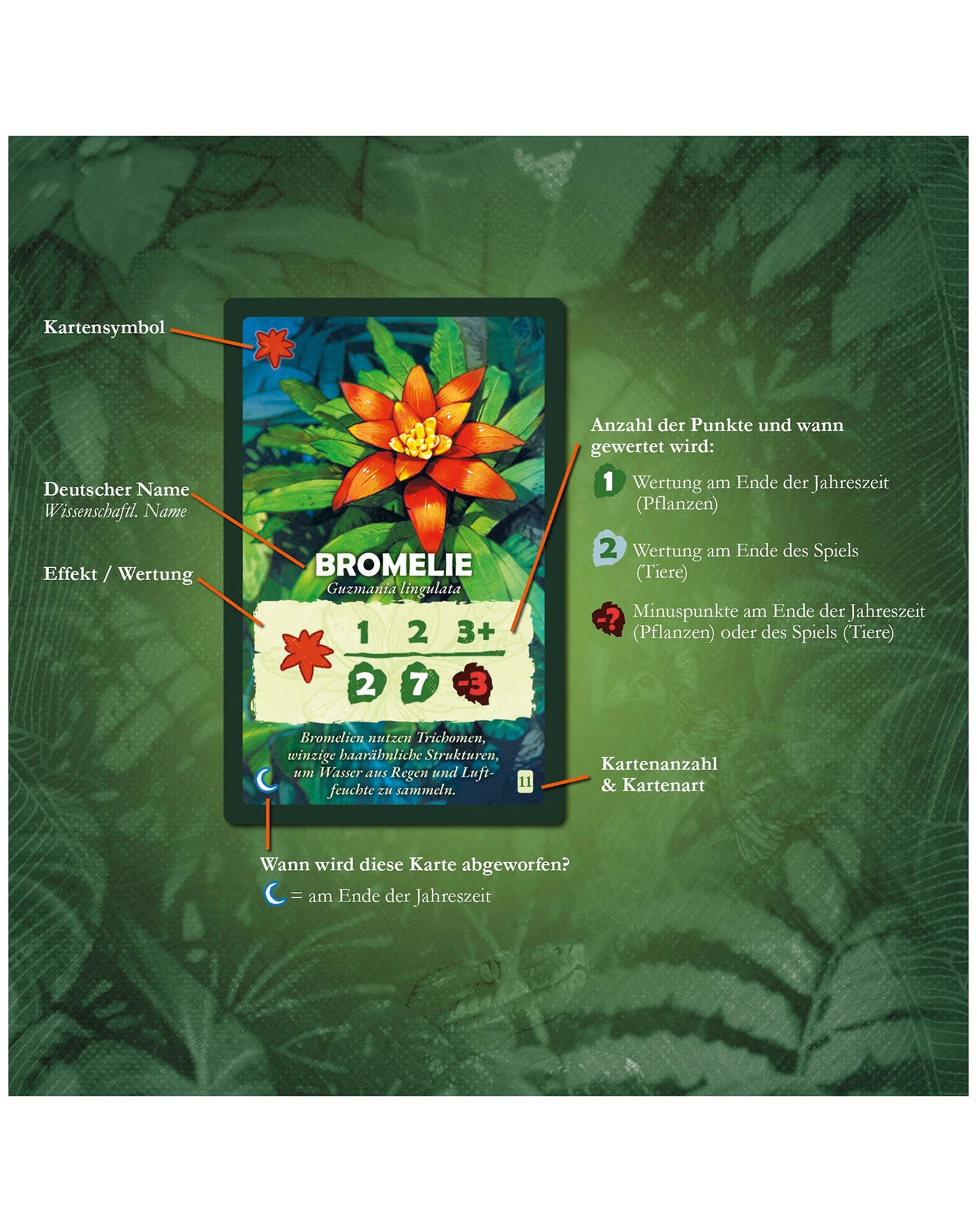 Baumkronen - Unter den Wipfeln des Regenwalds - Gesellschaftsspiel DE